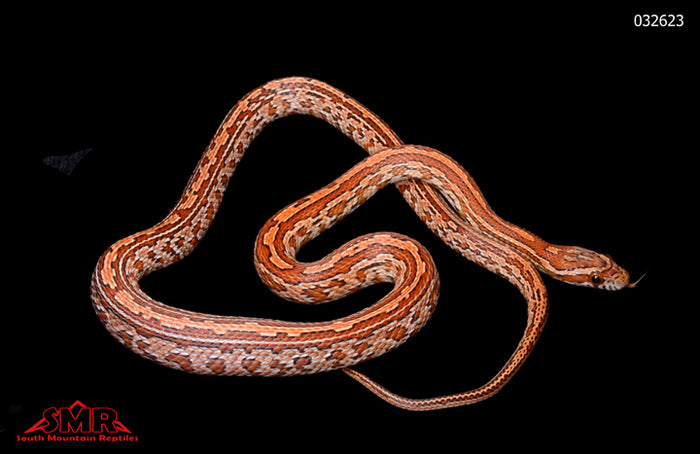 Tessera 24" Female for sale by South Mountain Reptiles
