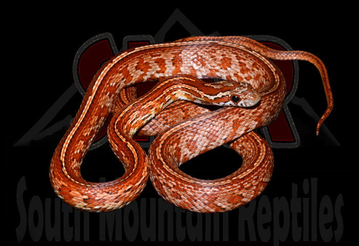 Tessera 24" Male for sale by South Mountain Reptiles