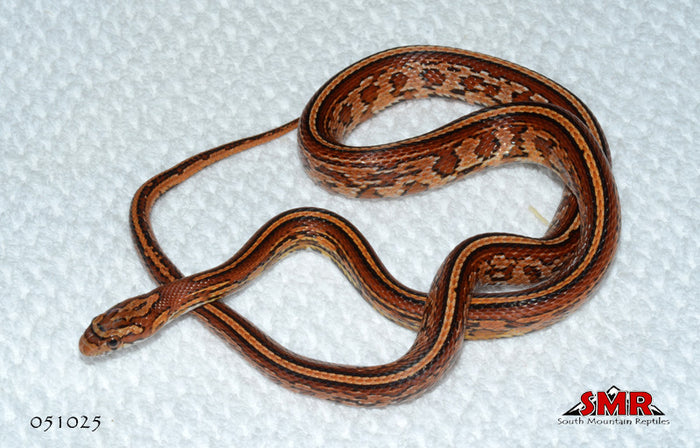 Tessera 25" Male for sale by South Mountain Reptiles