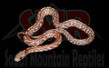 Tessera Het Cinder 13" Male for sale by South Mountain Reptiles