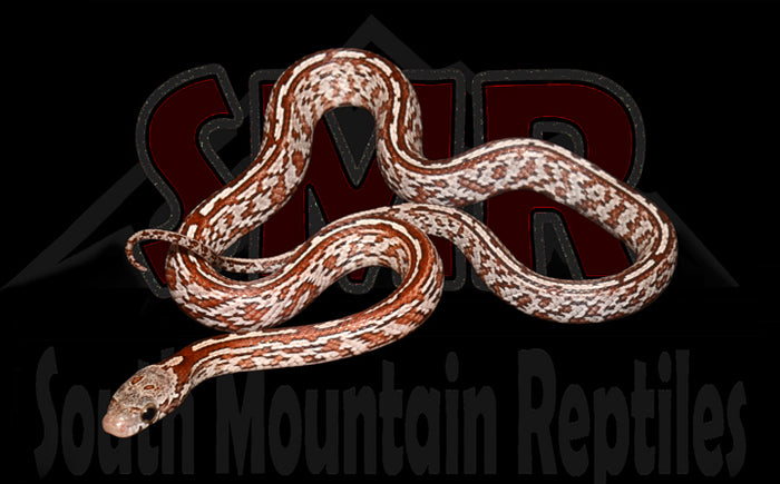 Tessera Het Cinder 13" Male for sale by South Mountain Reptiles