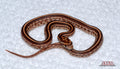 Tessera male for sale by South Mountain Reptiles