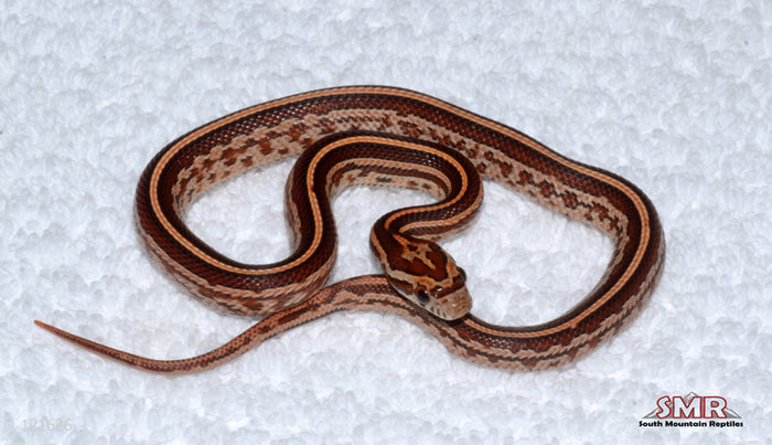 Tessera male for sale by South Mountain Reptiles
