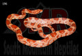 Ultramel 25" Male for sale by South Mountain Reptiles