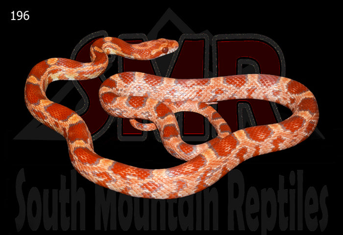 Ultramel 25" Male for sale by South Mountain Reptiles