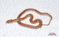 Ultramel Tessera female for sale by South Mountain Reptiles