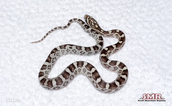 Weirdo Anery female for sale by South Mountain Reptiles