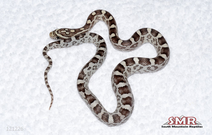 Weirdo Anery female for sale by South Mountain Reptiles