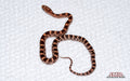Weirdo male for sale by South Mountain Reptiles