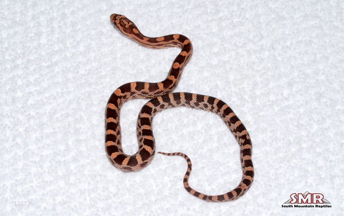 Weirdo male for sale by South Mountain Reptiles