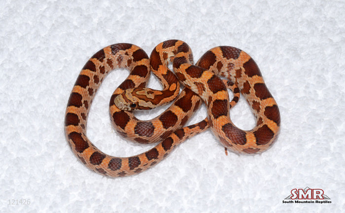 Weirdo male for sale by South Mountain Reptiles