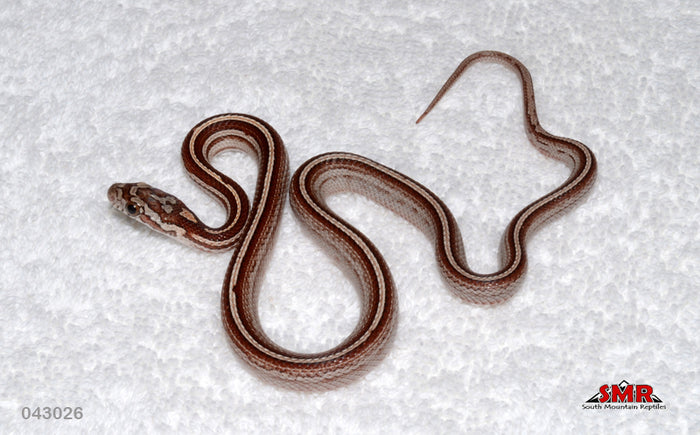 Weirdo Motley Miami Tessera 14" Female for sale by South Mountain Reptiles